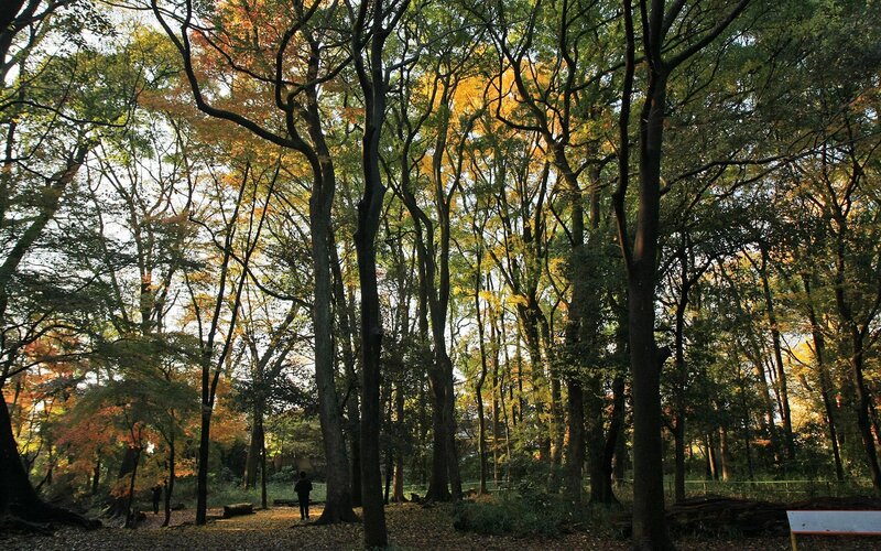 Person Walking in Forest — Green, Serene, Autumn, Photograph