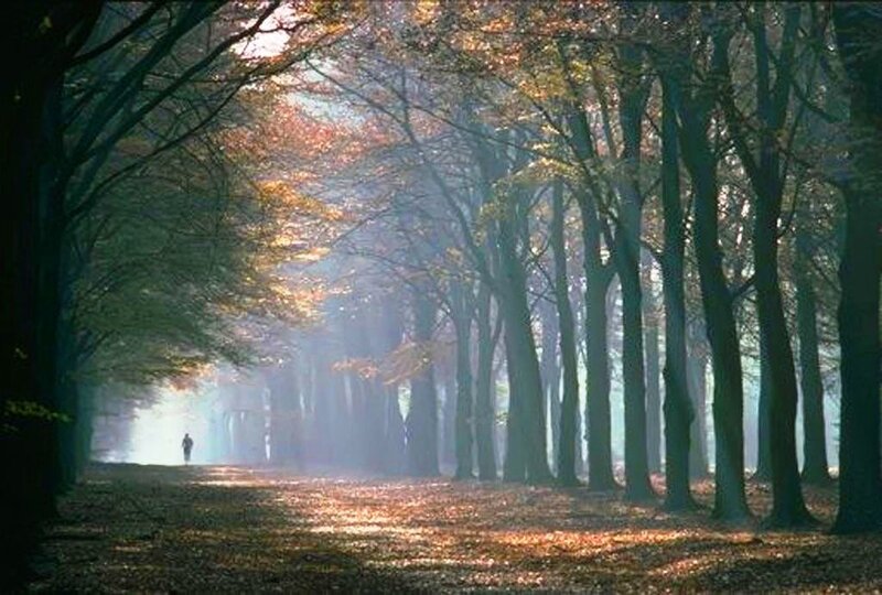 Person Walking in Forest — Green, Serene