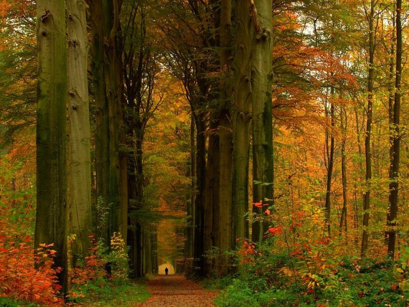 Person Walking in Forest — Orange, Serene, Autumn, Photograph, Trees, Path, Fallen Leaves