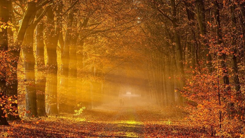 Person Walking in Forest — Orange, Serene, Autumn, Photograph, Trees, Path, Leaves, Sunlight