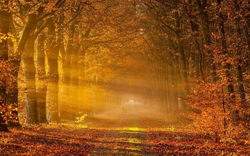 Person Walking in Forest — Orange, Serene, Autumn, Photograph, Trees, Path, Leaves