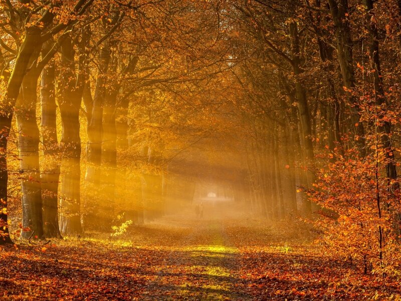 Person Walking in Forest — Orange, Serene, Autumn, Photograph, Trees