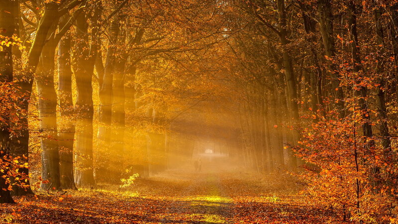 Person Walking in Forest — Orange, Serene, Autumn