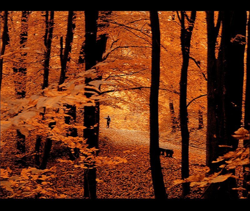 Person Walking in Forest — Orange, Serene