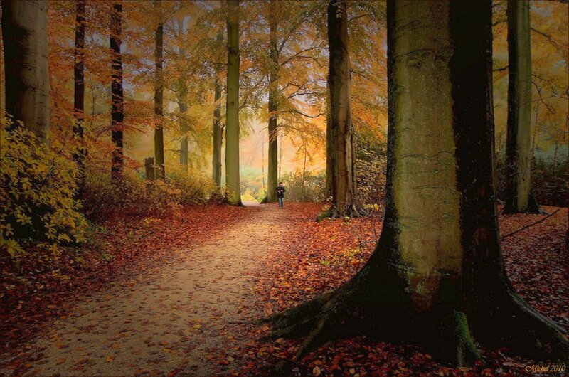 Person Walking in Forest — Orange