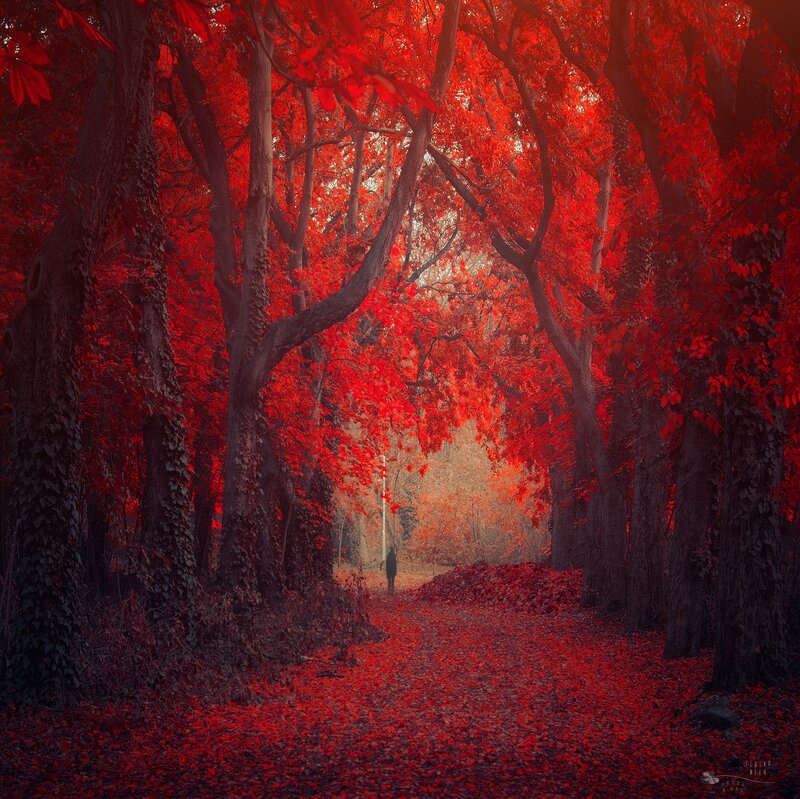 Person Walking in Forest — Red, Dramatic