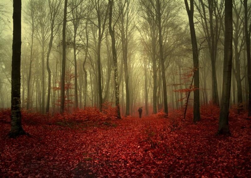 Person Walking in Forest — Red, Mysterious