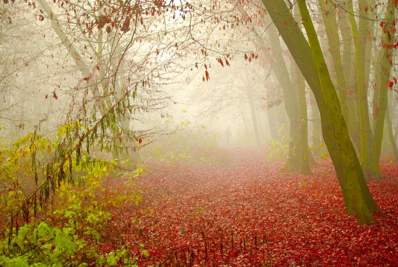 Person Walking in Forest — Red, Serene, Autumn