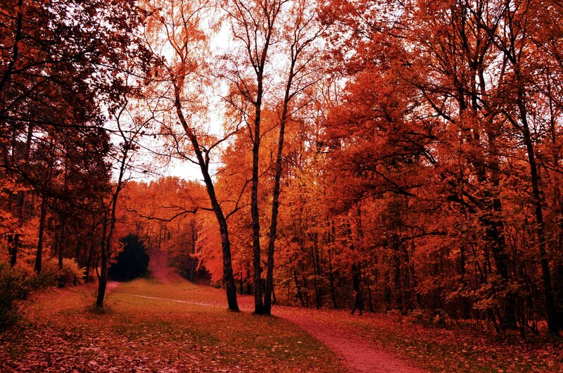 Person Walking in Forest — Red, Serene