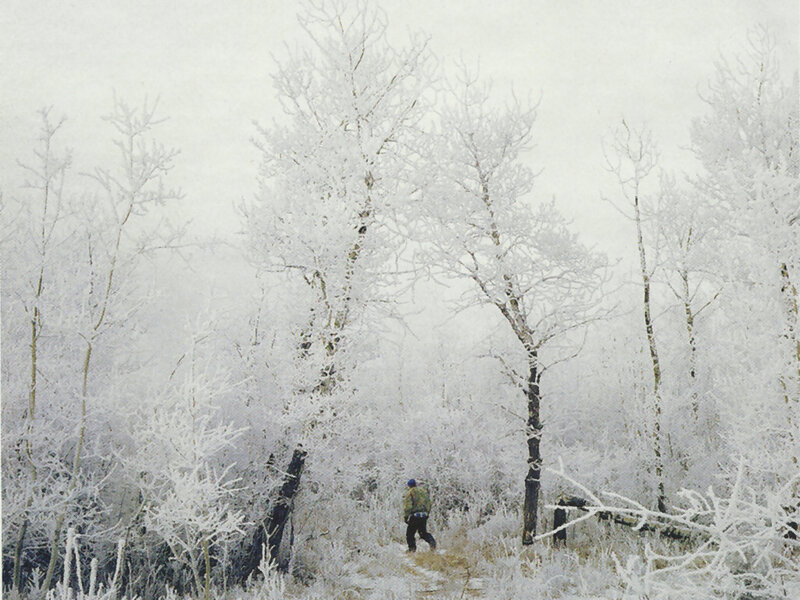 Person Walking in Forest — White, Cold