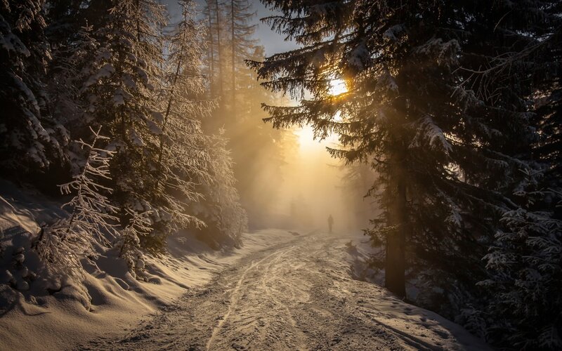 Person Walking in Forest — White, Serene