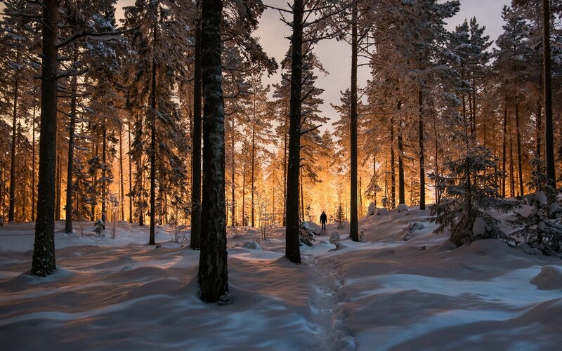 Person Walking in Forest — White, Serene, Winter