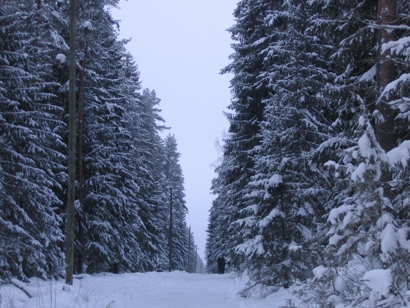 Person Walking in Forest — White