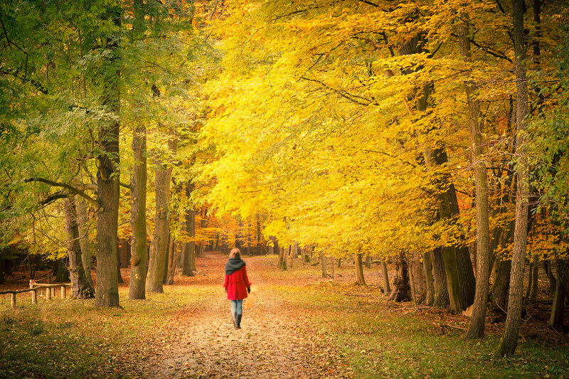 Person Walking in Forest — Yellow, Serene