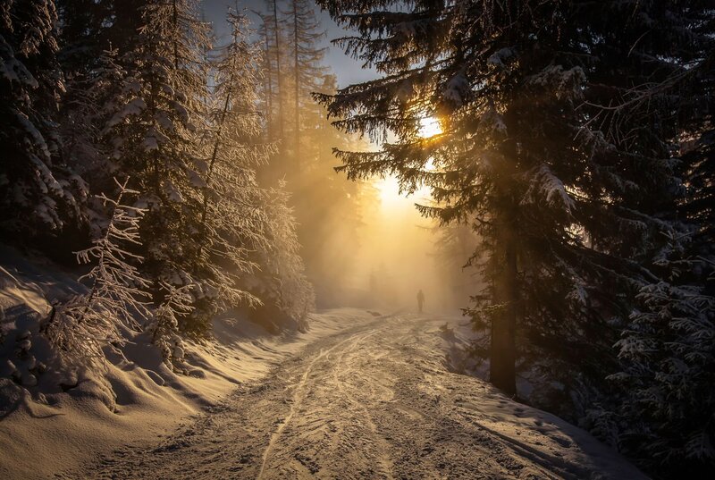 Person Walking in Forest — Yellow, Serene, Winter