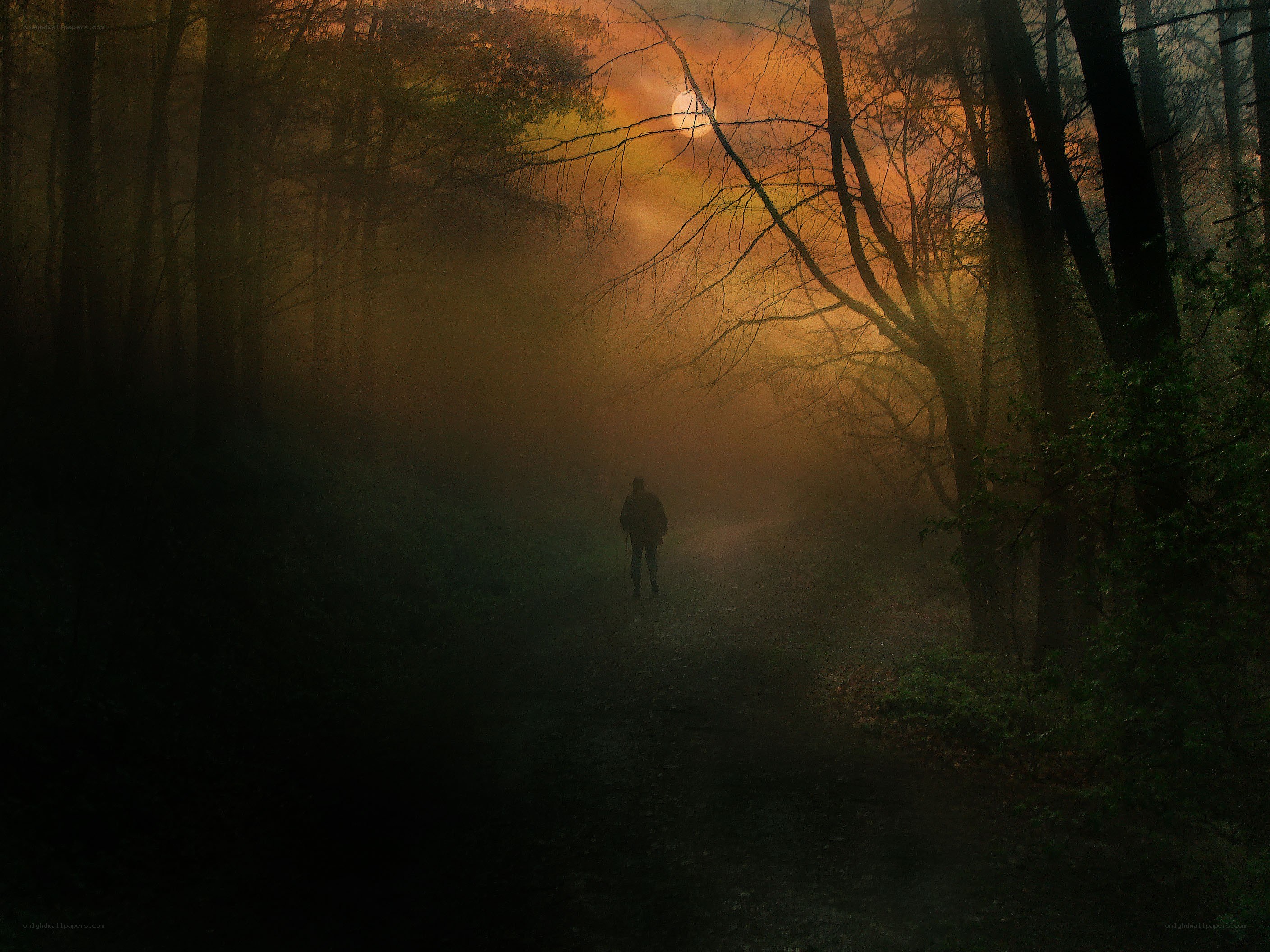 Person walking in misty forest