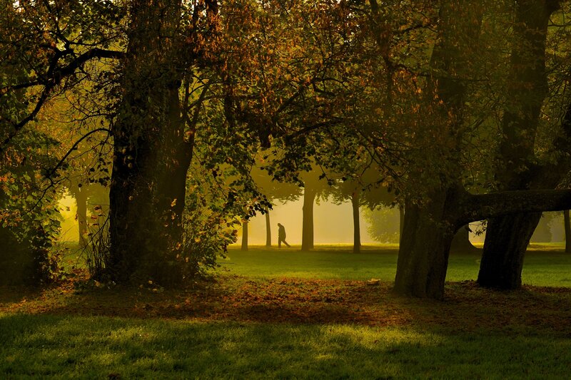 Person Walking in Park — Green, Serene
