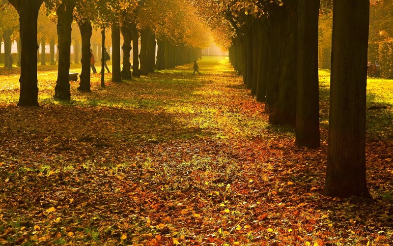 Person Walking in Park — Yellow, Serene