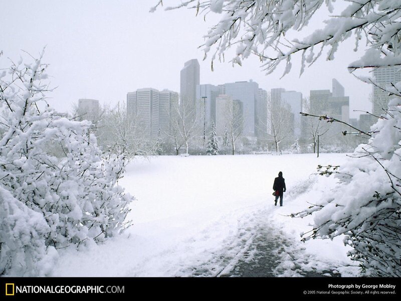 Person Walking in Snow — White, Cold, Winter, Photograph, Snow-covered Trees