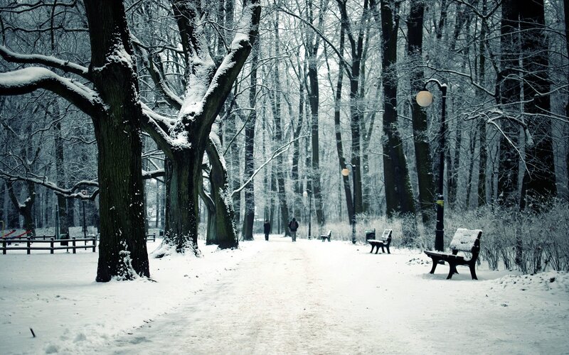 Person Walking in Snow — White, Serene, Winter, Photograph, Trees, Benches, Path, Black
