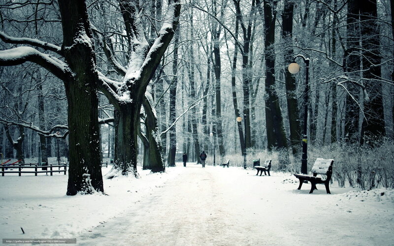 Person Walking in Snow — White, Serene, Winter, Photograph, Trees, Benches, Path