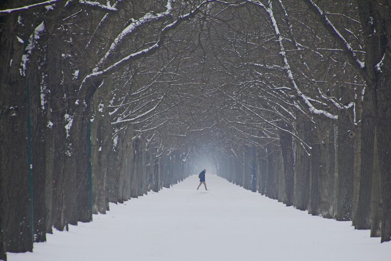 Person Walking in Snow — White, Serene, Winter, Photograph, Trees, Path, Backpack