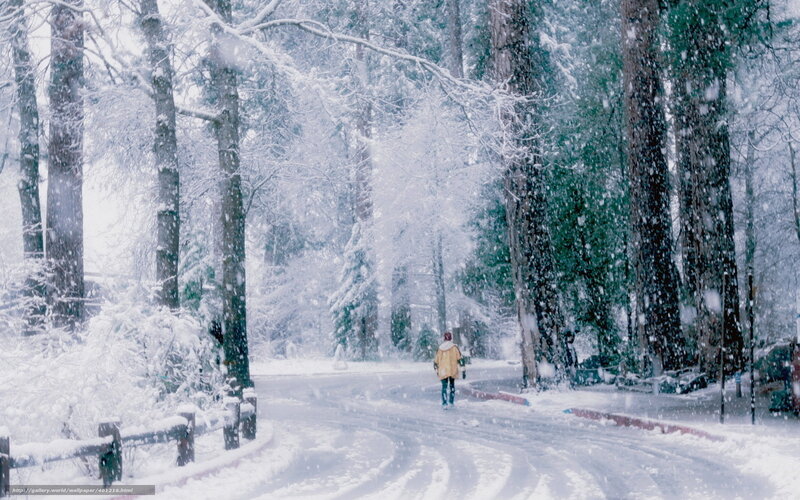 Person Walking in Snow — White, Serene, Winter, Photograph, Trees, Road, Snowfall