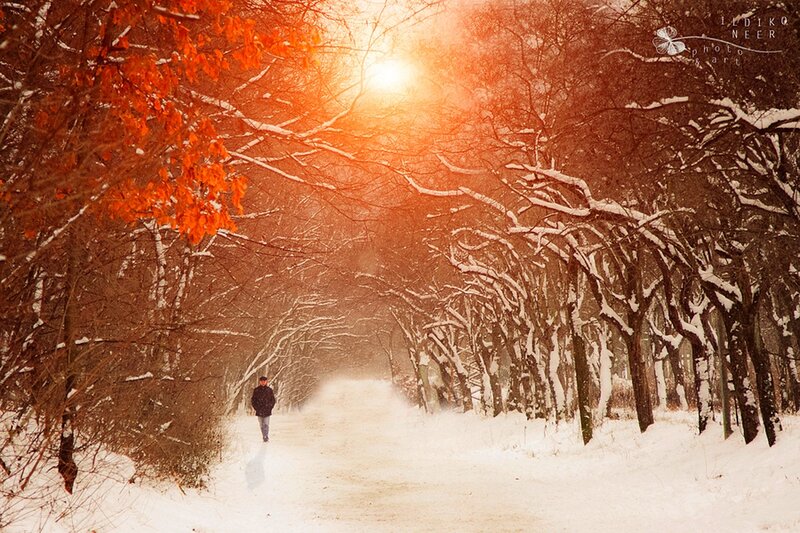 Person Walking in Snow — White, Serene, Winter, Photograph, Trees, Sunlight