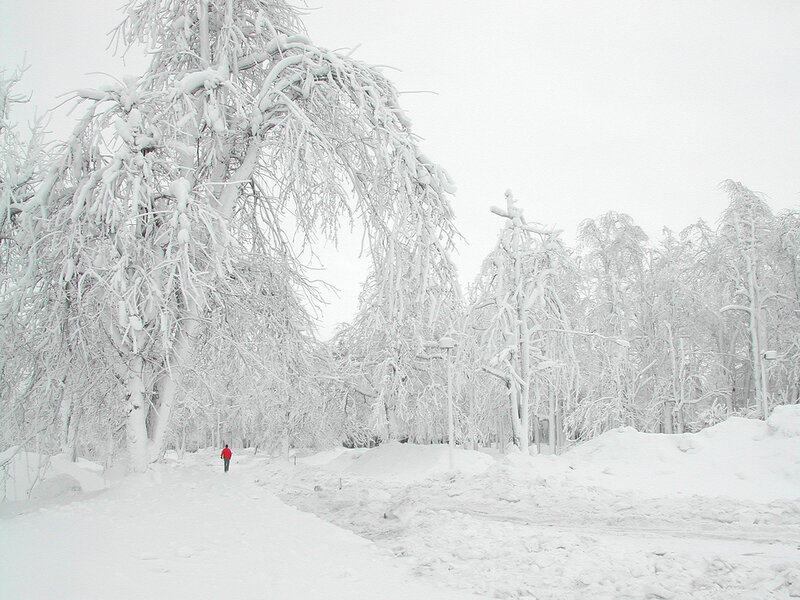 person walking in snowy forest