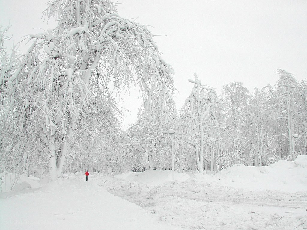 person walking in snowy forest