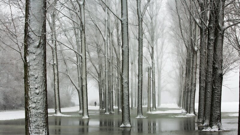 Person Walking in Snowy Forest — White