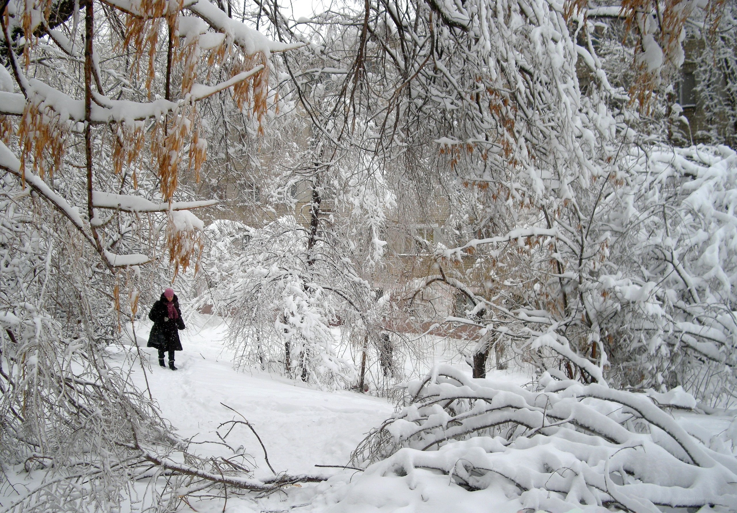 Person walking in snowy park