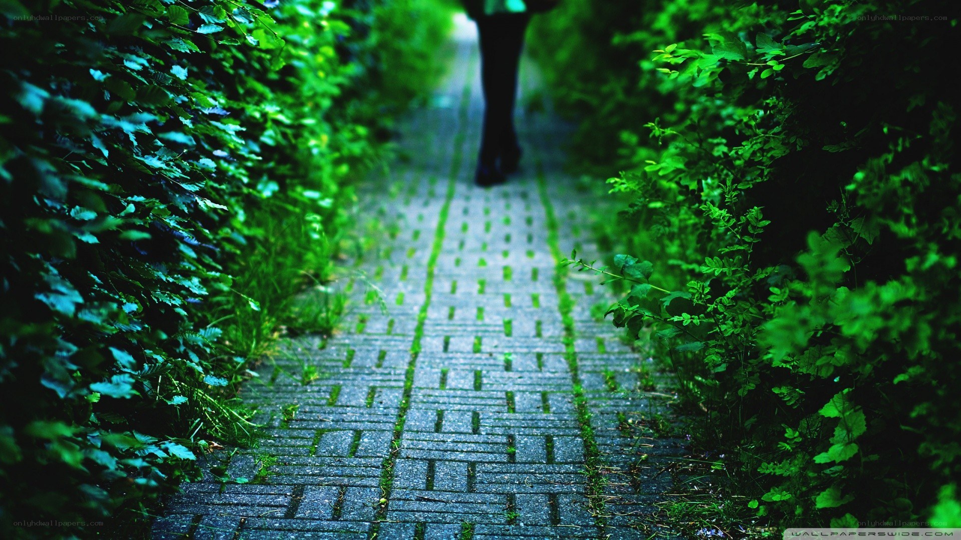 person walking on a green path