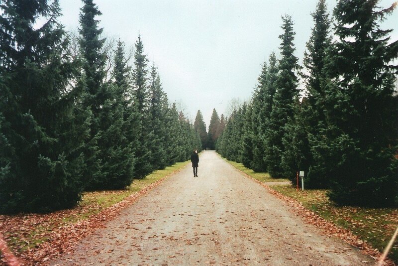 Person walking on a path between trees