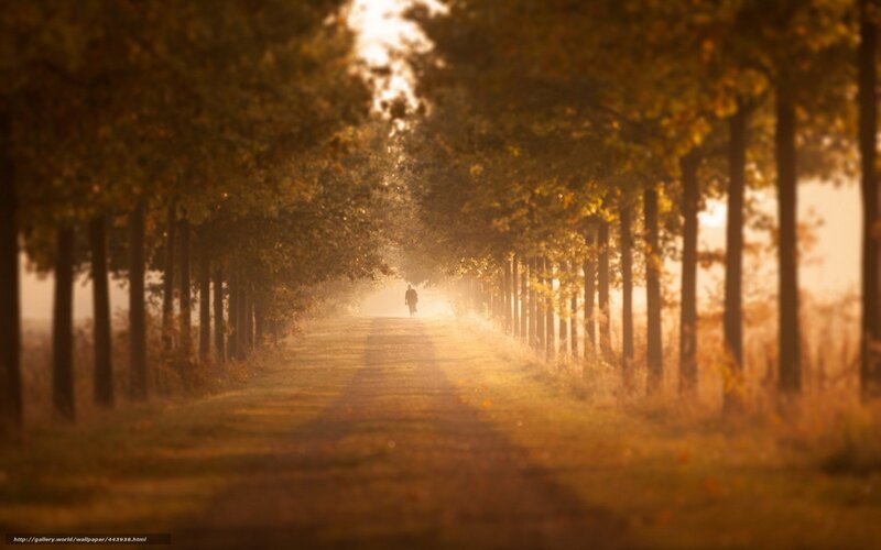 Person walking on a tree-lined path