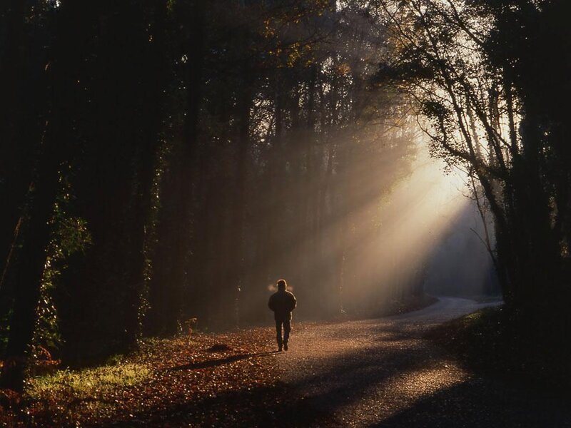 Person walking on forest path