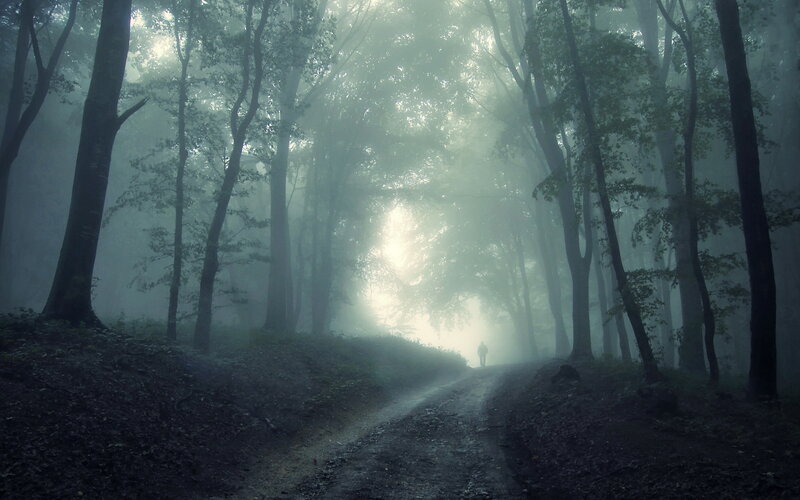 Person Walking on Forest Path — Green, Mysterious, Morning