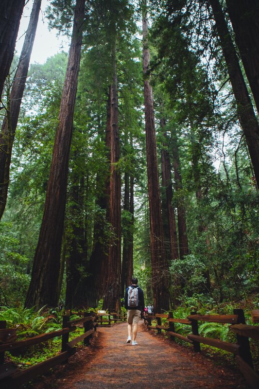 Person Walking on Forest Path — Green, Serene, Afternoon, Photograph, Backpack