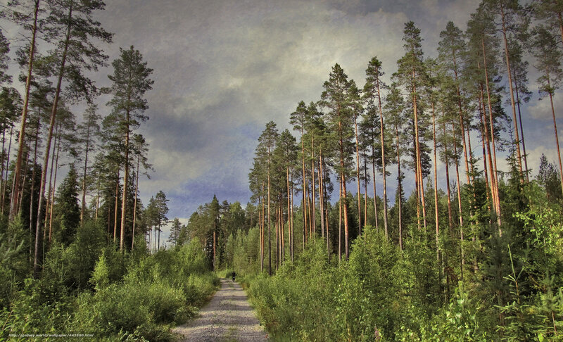 Person Walking on Forest Path — Green, Serene, Afternoon, Photograph, Trees, Sky