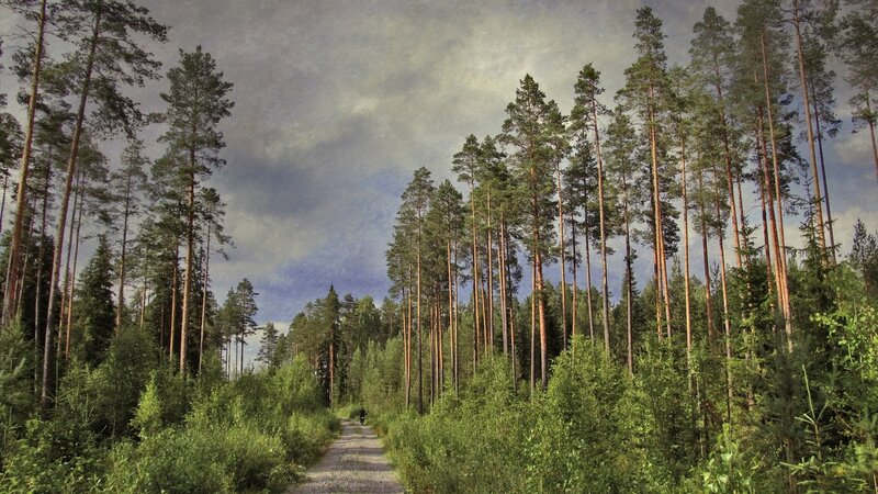 Person Walking on Forest Path — Green, Serene, Afternoon