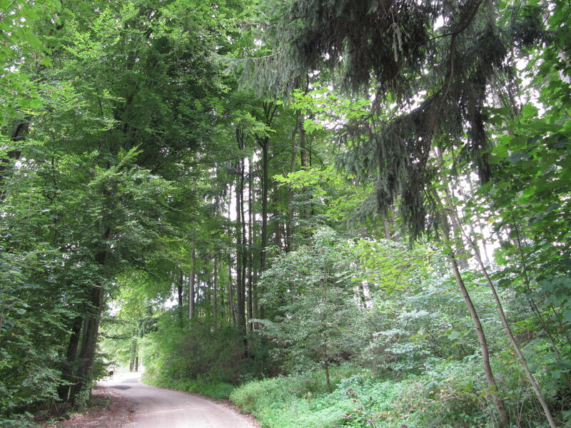 Person Walking on Forest Path — Green