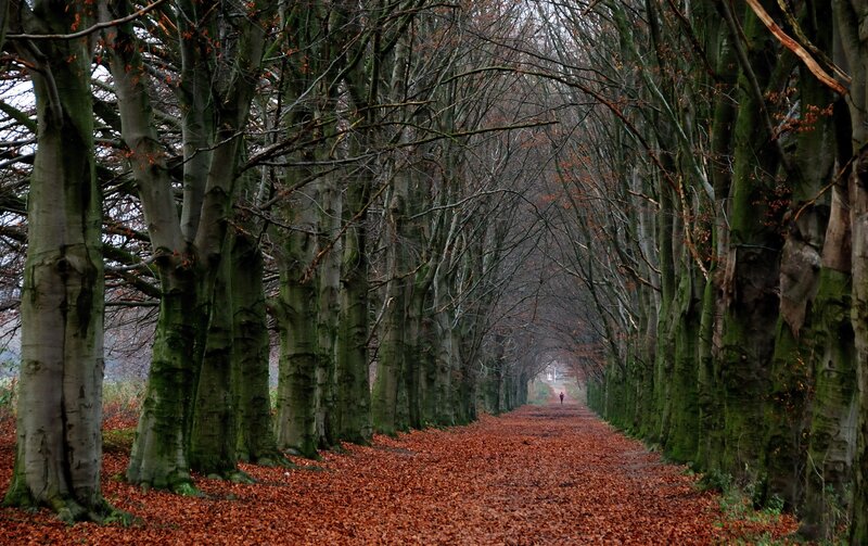 Person Walking on Leaf-covered Path — Brown, Serene, Autumn
