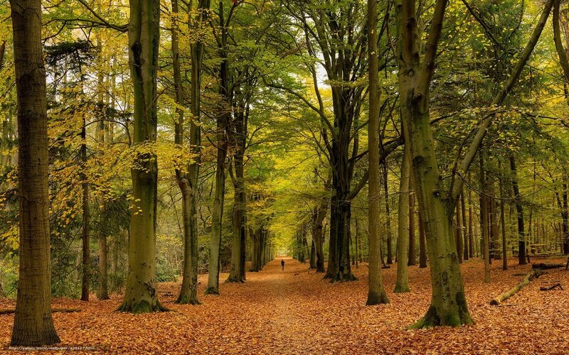 Person Walking on Leaf-covered Path — Brown, Serene