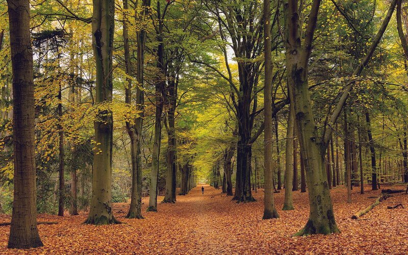 Person Walking on Leaf-covered Path — Brown