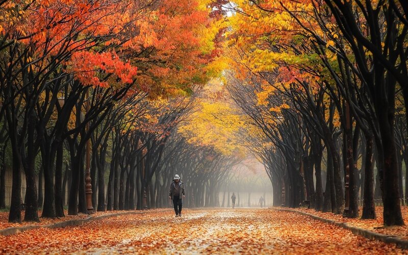 Person Walking on Leaf-covered Path — Orange