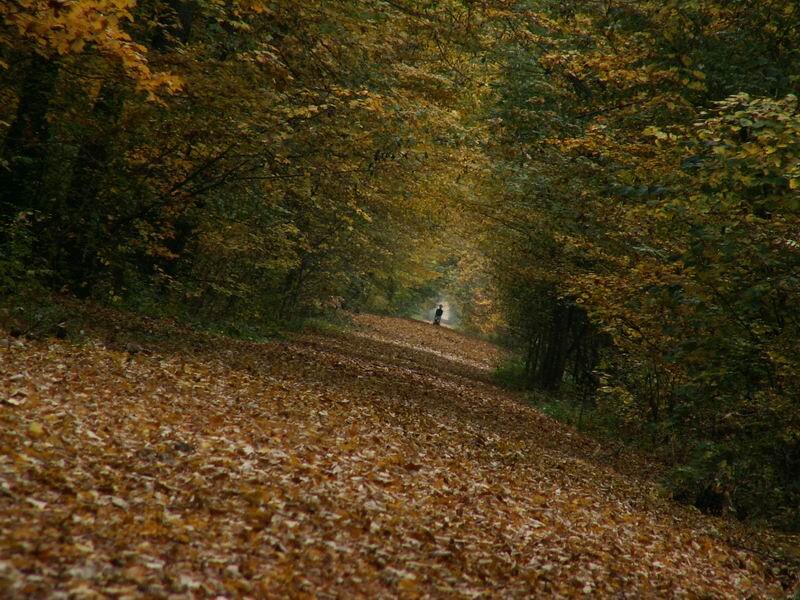 person walking on leaf-covered path
