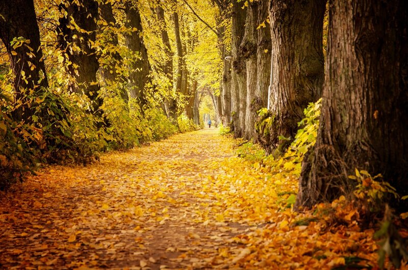 Person Walking on Leaf Path
