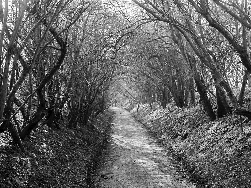 Person Walking on Path — Black, Serene, Winter