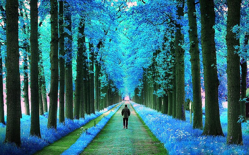 Person Walking on Path — Blue, Serene, Photograph