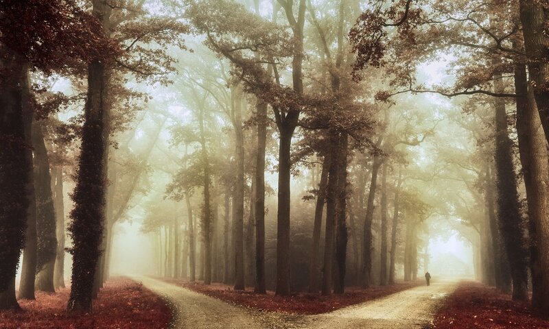 Person Walking on Path — Brown, Misty